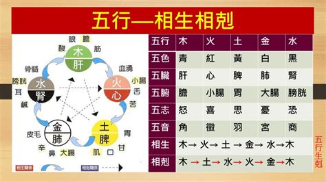 強水 強金|五行相生相剋3大重點｜了解五行，改善生活大小